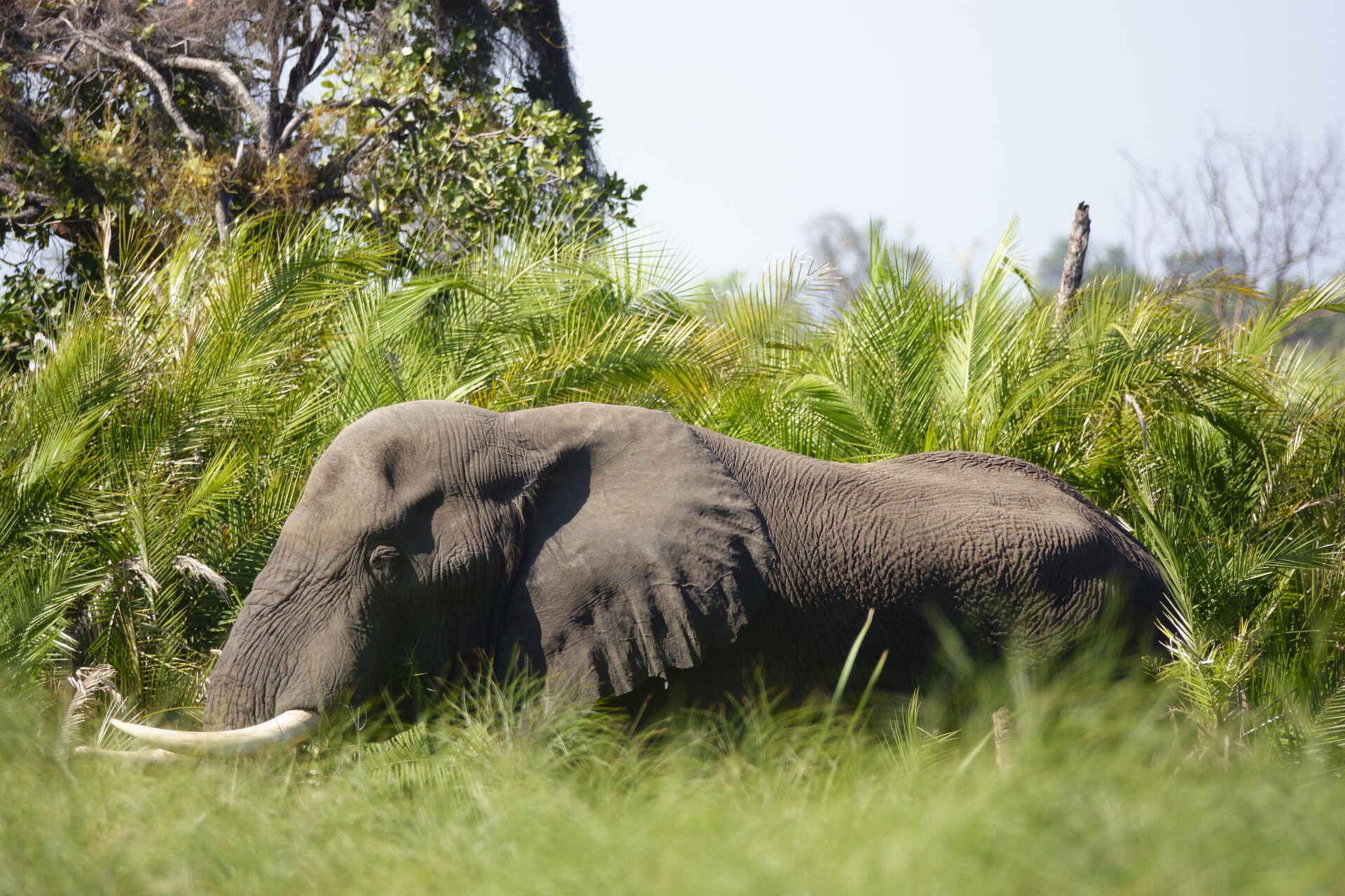Kala Camp: Elefant im Delta