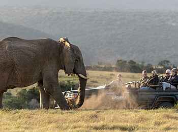 Kariega Ukhozi Lodge: Auf Pirschfahrt Kariega Ukhozi Lodge: Auf Pirschfahrt