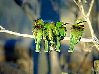 Khwai Expeditions Camp: Farbenfrohe Vogelwelt Khwai Expeditions Camp: Farbenfrohe Vogelwelt