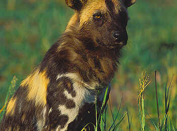 Kwara Camp: Wildhund Kwara Camp: Wildhund