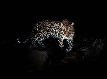 Laikipia Wilderness Main Camp: Ein Leopard bei Nacht Laikipia Wilderness Main Camp: Ein Leopard bei Nacht