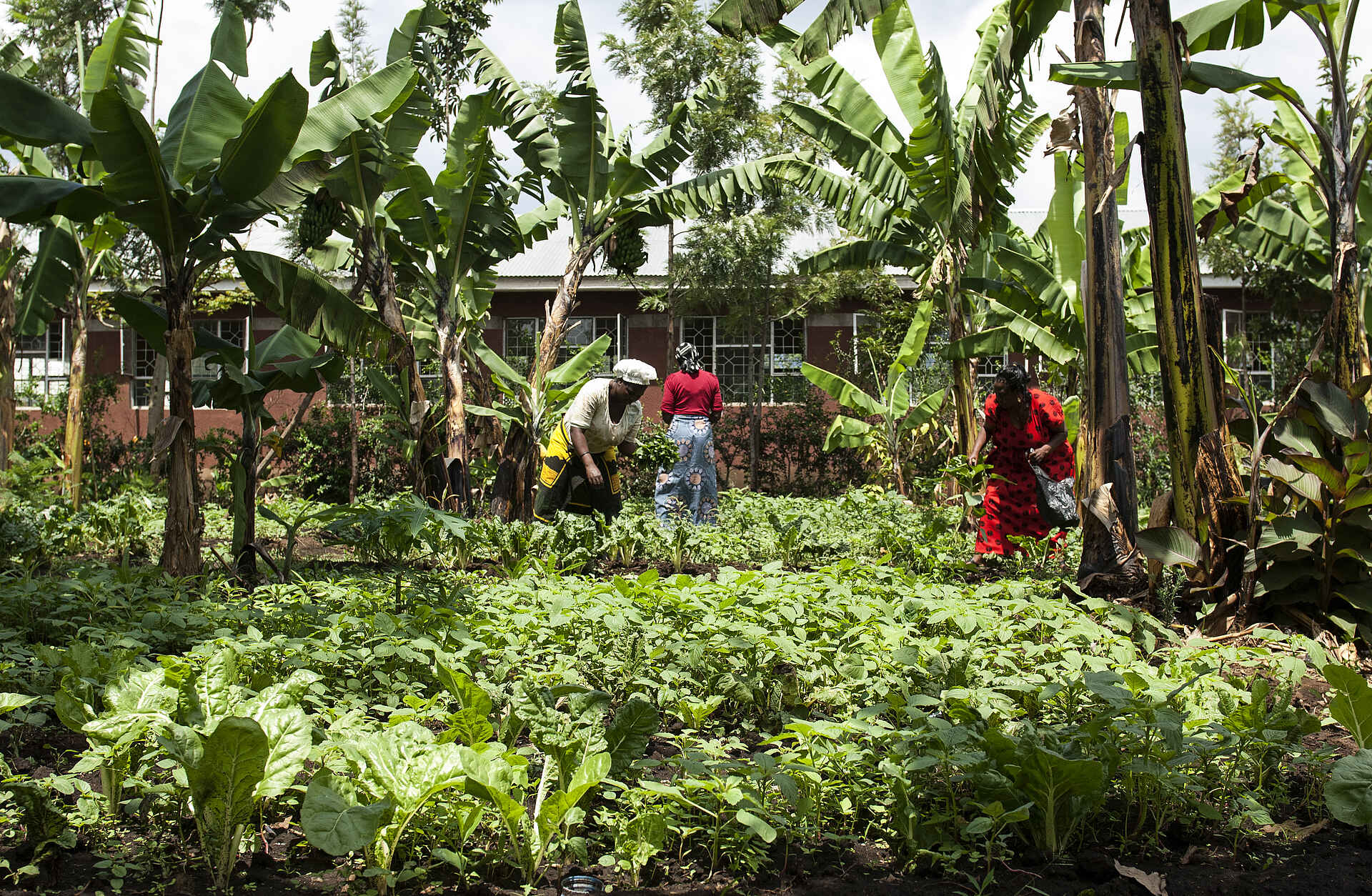 Machweo Wellness Retreat: Besuch einer Plantage machweo wellness retreat, arusha, arusha nationalpark, axel janssens, janssens, kultur, natur, plantage, afrikarma, afrikarma safaris, afrikarma safaris - wildnis. hautnah., afrikarma.de