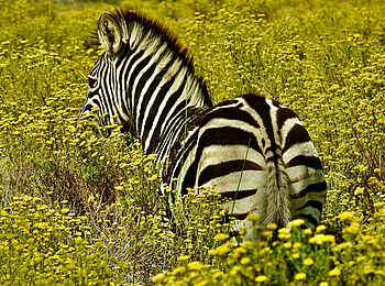 Makakatana Bay Lodge: Ein Zebra Makakatana Bay Lodge: Ein Zebra