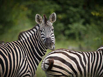 Mankwe Bush Lodge: Zwei Zebras