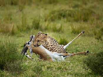 Mara Toto Tree Camp: Ein Gepard mit Beute