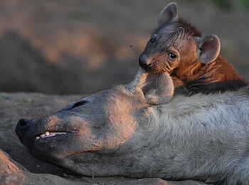 Mashatu Euphorbia Villas: Hyäne mit Welpe