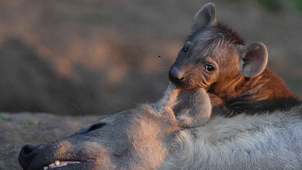 Mashatu Euphorbia Villas: Hyäne mit Welpe