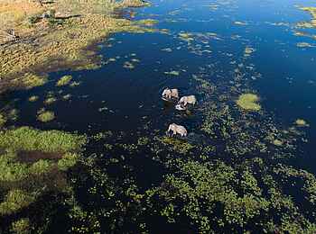 Maxa Camp: Elefanten im Wasser Maxa Camp: Elefanten im Wasser
