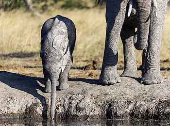 Mokolwane Camp: Babyelefant beim trinken