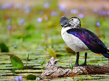 Motswari Game Lodge: Vögel am Wasser