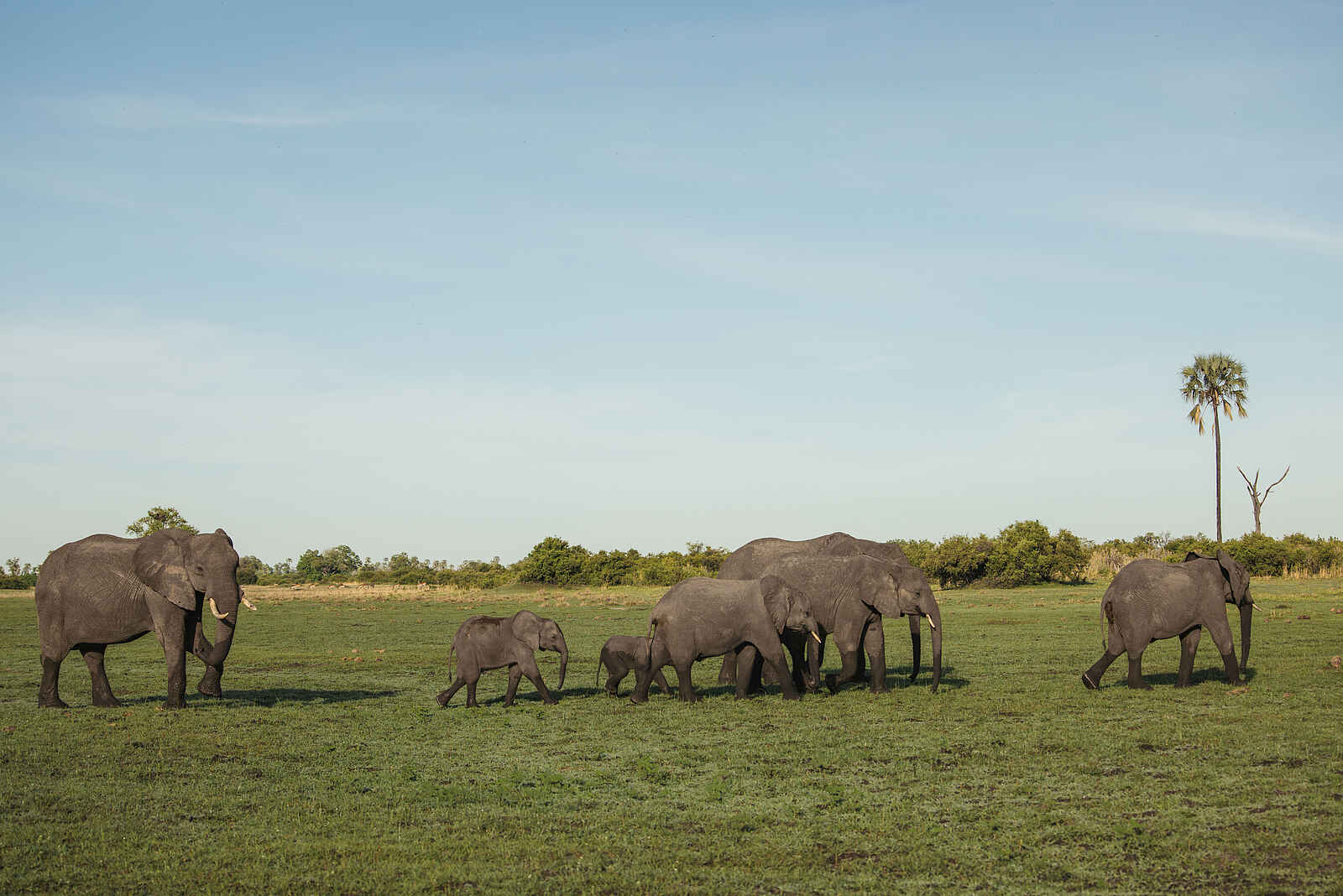 Nkasa Linyanti: Eine Elefantenherde Nkasa Linyanti: Eine Elefantenherde