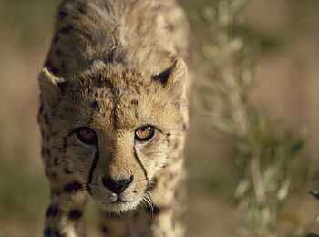 Okonjima Plains Camp: Gepard frontal Okonjima Plains Camp: Gepard frontal