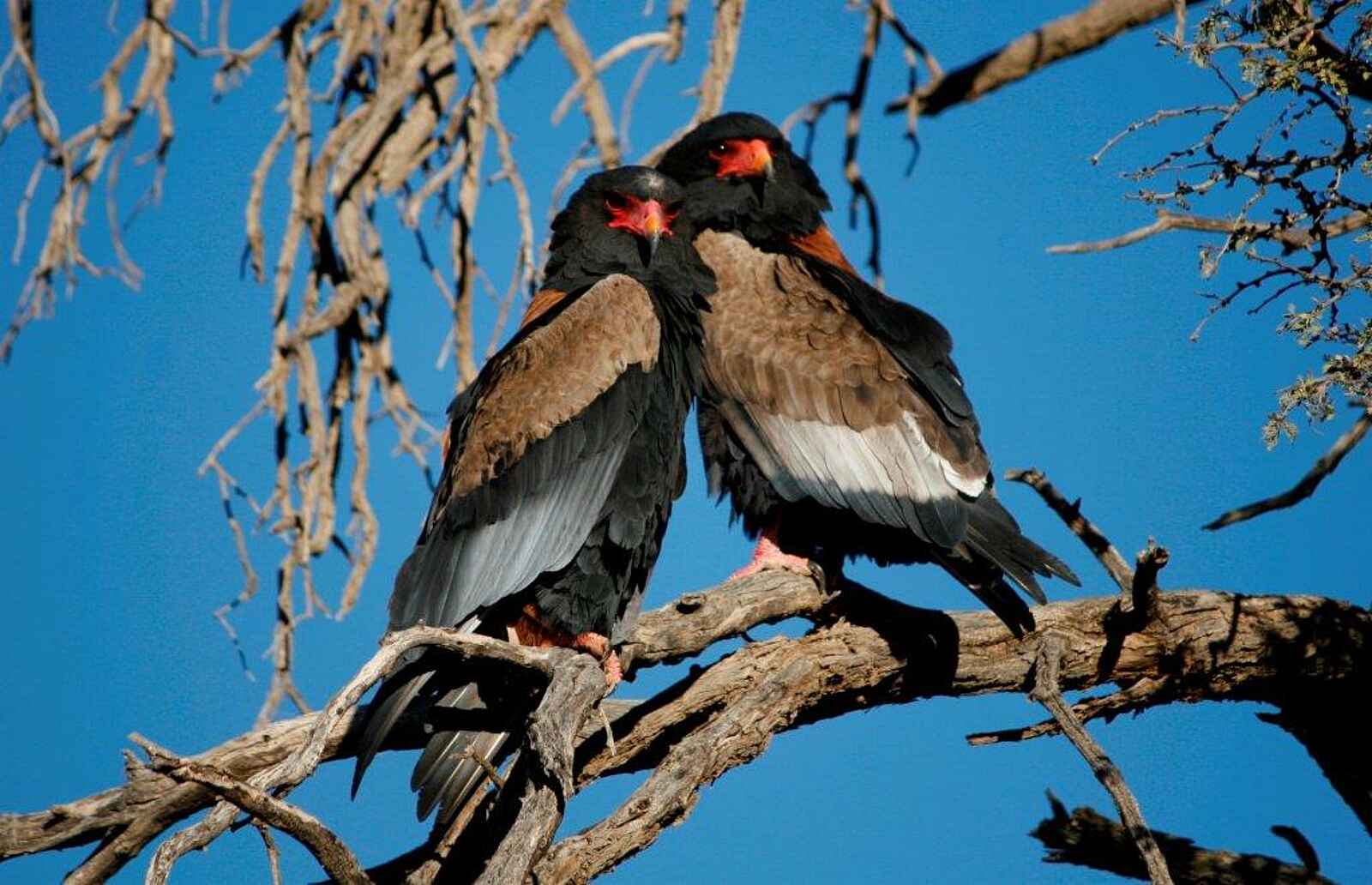 Rooiputs Lodge: Gauklerpaar Rooiputs Lodge: Gauklerpaar