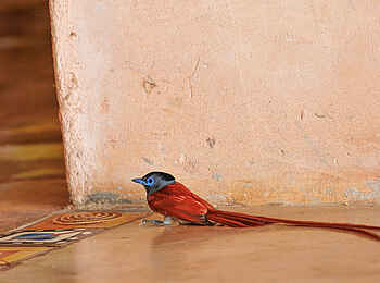 Royal Zambezi Lodge: Graubrust-Paradiesschnäpper