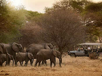 Sanctuary Swala: Pirschfahrt mit Elefanten