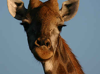 Sango Safari Camp: Giraffe