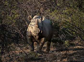Saruni Rhino: Nashorn Begegnung Saruni Rhino: Nashorn Begegnung