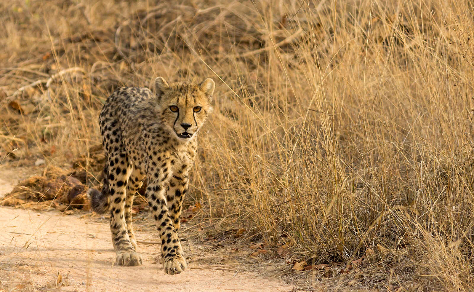Cheetah Plains: Junger Gepard Cheetah Plains: Junger Gepard