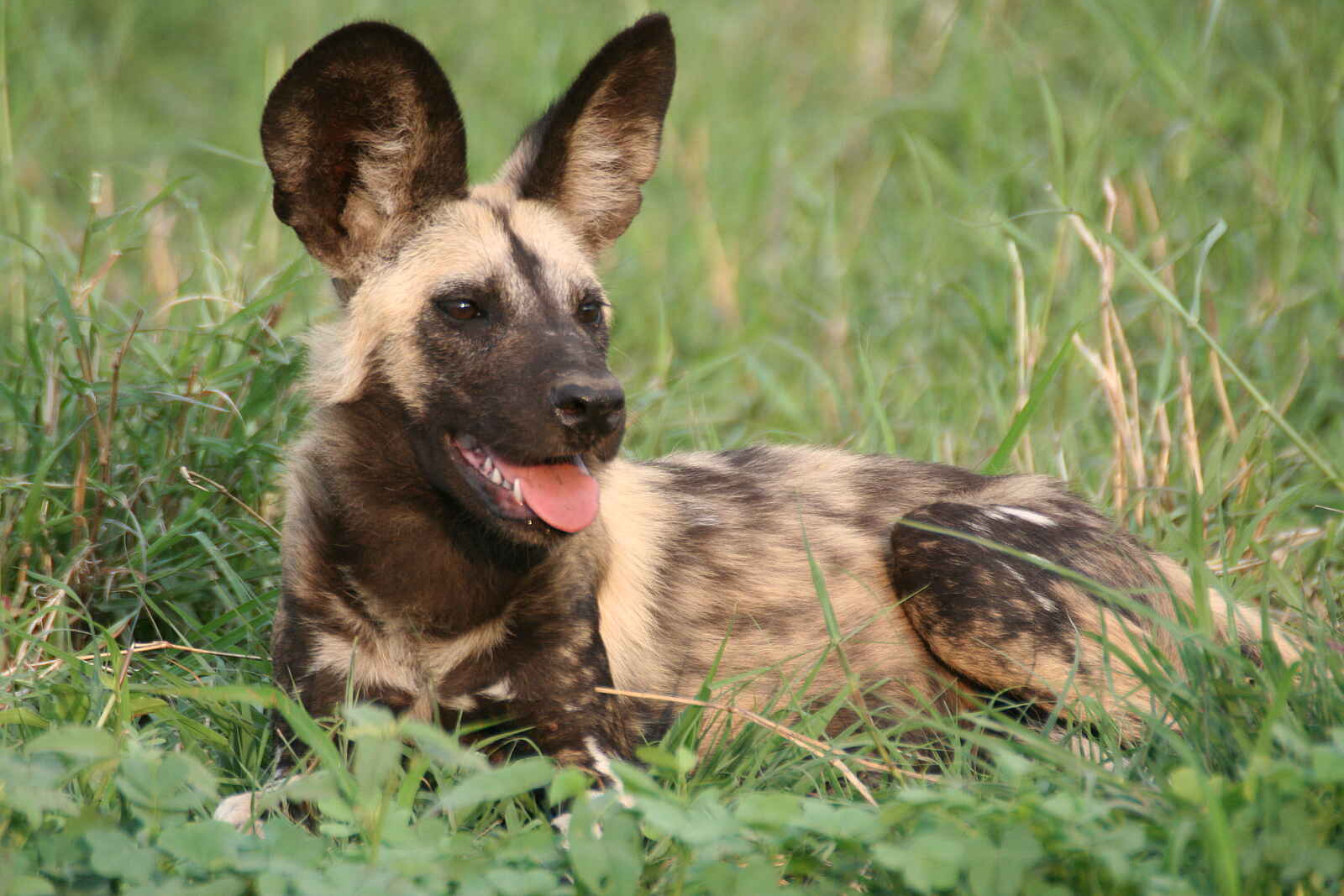 Desert & Delta Safaris: Ruhender Wildhund Desert & Delta Safaris: Ruhender Wildhund