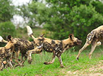 Inyati Game Lodge: Wilddogs