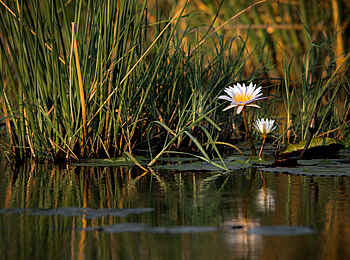 Jackalberry Tented Camp: Seerosen