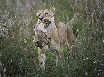 Linyanti Tented Camp: Löwin mit Baby Linyanti Tented Camp: Löwin mit Baby