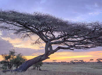 Namiri Plains Camp: Landschaft