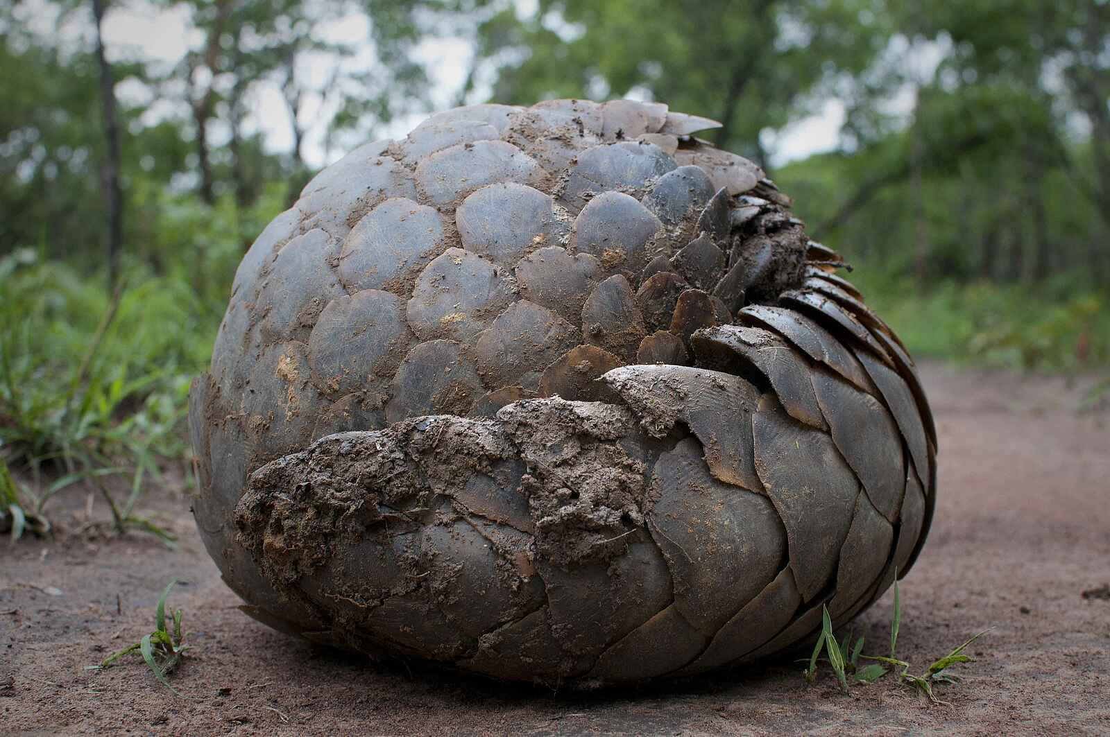 Ntemwa Busanga Bushcamp: Eingerolltes Schuppentier Ntemwa Busanga Bushcamp: Eingerolltes Schuppentier