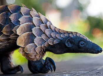 Sangha Lodge: Pangolinportrait Sangha Lodge: Pangolinportrait