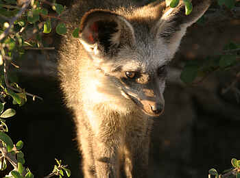 Tuli Safari Lodge Mashatu: Löffelhund