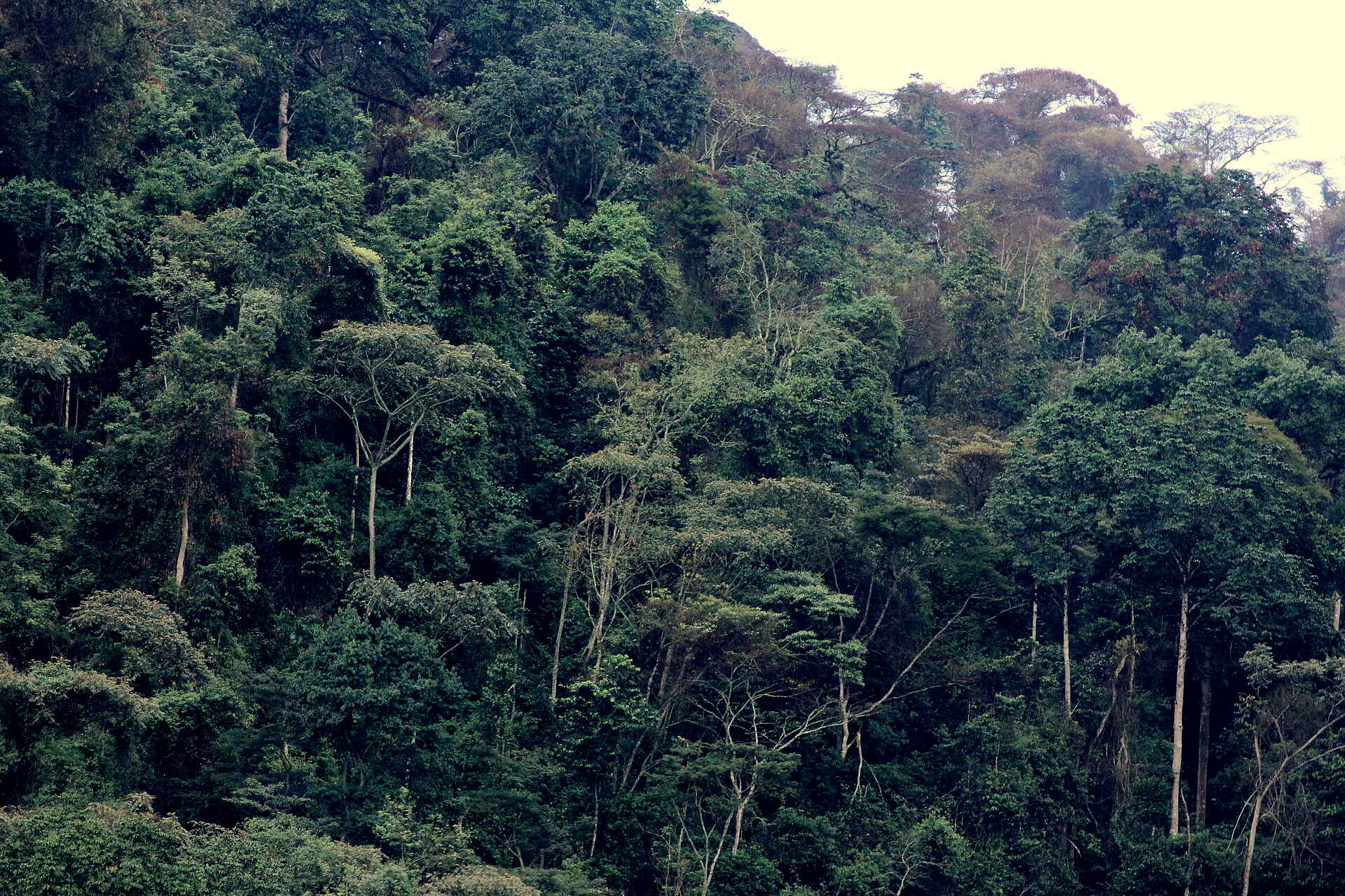 Buhoma Lodge: Regenwald