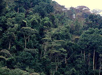 Buhoma Lodge: Regenwald