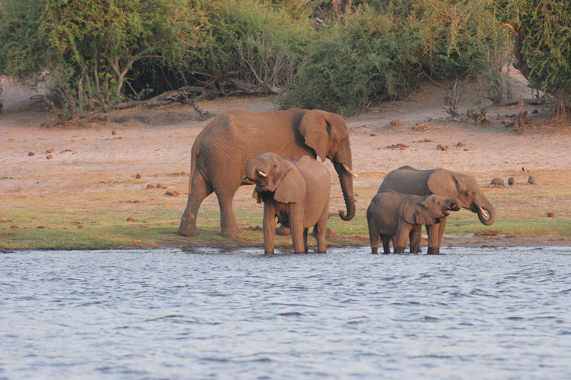 Chobe Safari Lodge: Elefanten, Bad