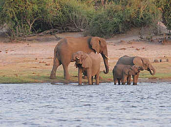 Chobe Safari Lodge: Elefanten, Bad Chobe Safari Lodge: Elefanten, Bad
