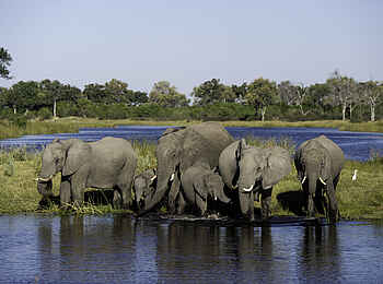 Duma Tau Camp: Elefanten Duma Tau Camp: Elefanten