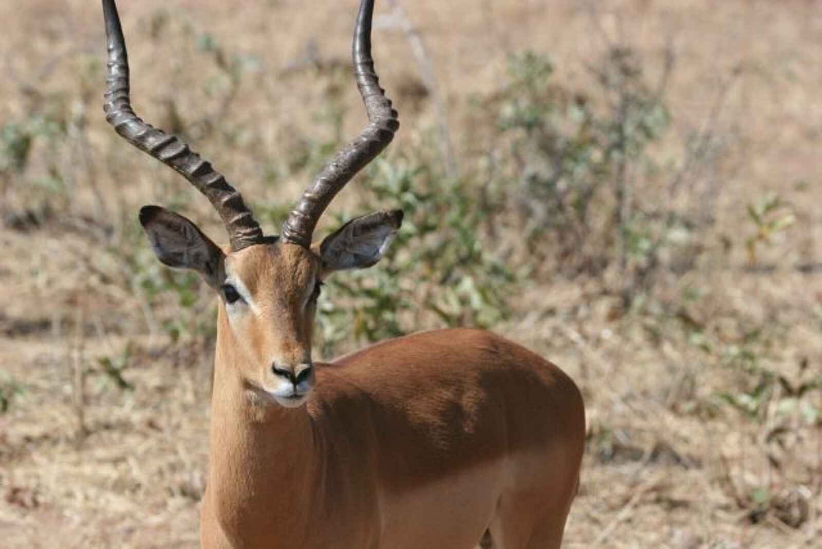 Edo's Camp: Antilope im Porträt Edo's Camp: Antilope im Porträt