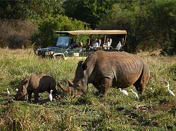 Elsa's Kopje: Nashörner mit Vögeln Elsa's Kopje: Nashörner mit Vögeln