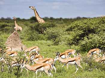 Etosha: Beeindruckendes Etosha