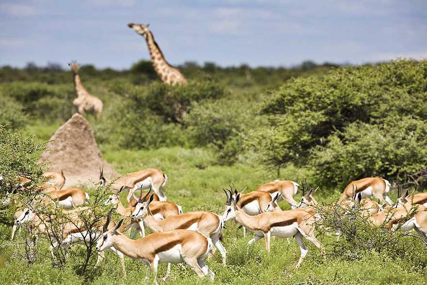 Etosha: Beeindruckendes Etosha Etosha: Beeindruckendes Etosha