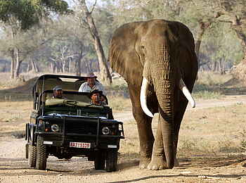 Goliath Tented Camp: Game Drive