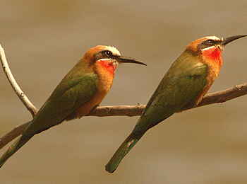 Goliath Tented Camp: White Fronted Bee-Eater