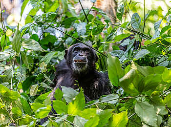 Greystoke Mahale Lodge: Aussicht Greystoke Mahale Lodge: Aussicht