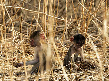 Jabali Private House: Paviane
