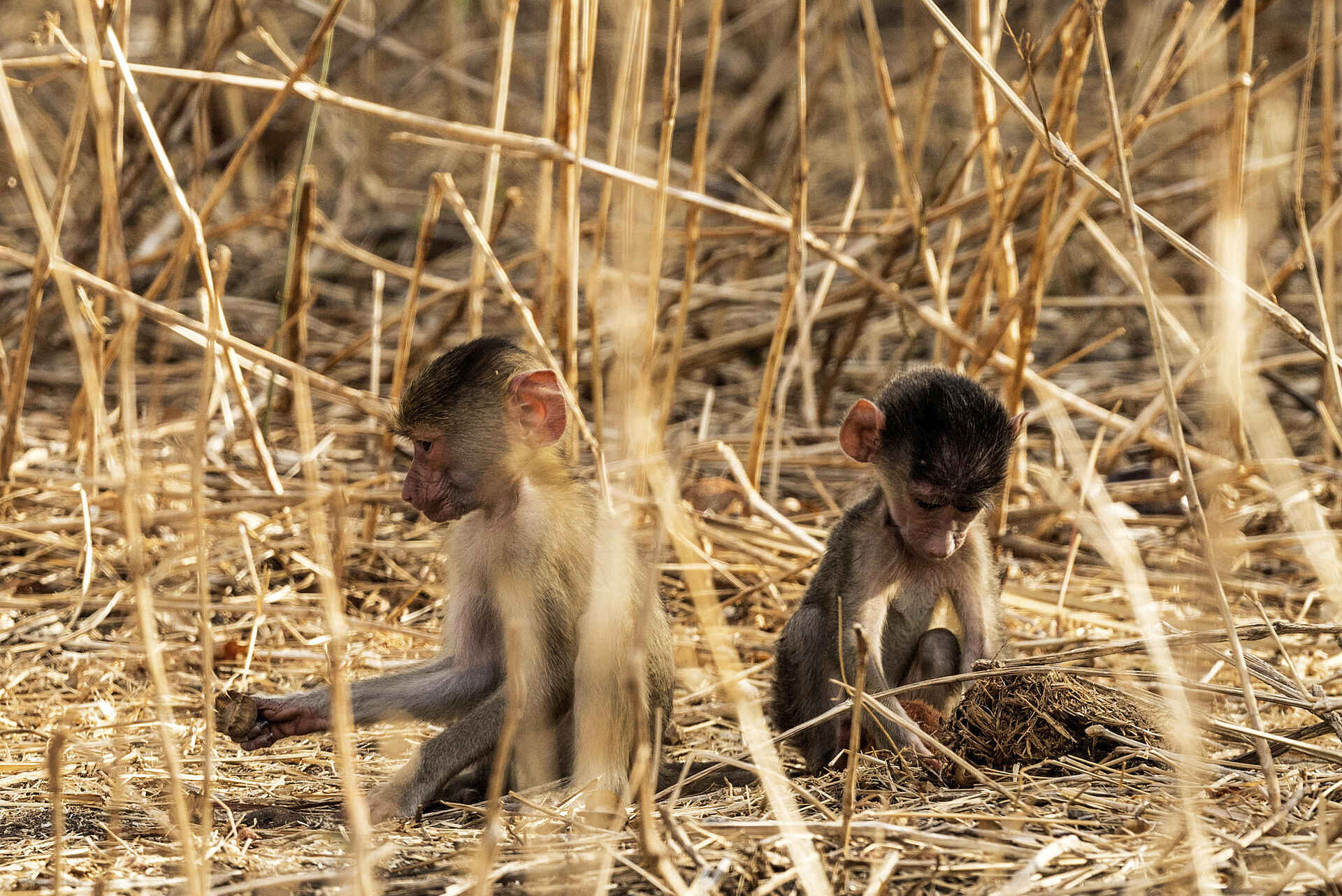 Jabali Private House: Paviane