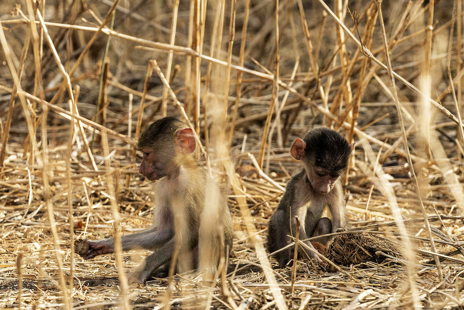 Jabali Private House: Paviane Jabali Private House: Paviane