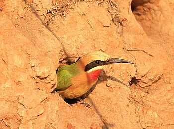 KaingU Safari Lodge: Weißstirnspint