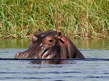 Kala Camp: Nilpferd Kala Camp: Nilpferd