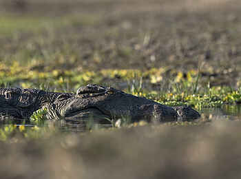 Kulandila Camp: Ein Krokodil Kulandila Camp: Ein Krokodil