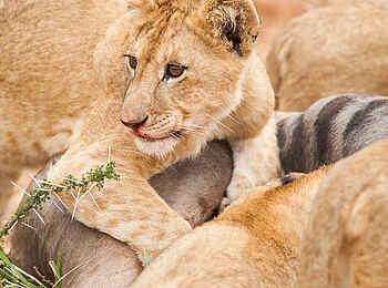 Kuro Tarangire: Löwenjunges Kuro Tarangire: Löwenjunges