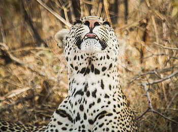 Kwihala Camp: Müder Leopard